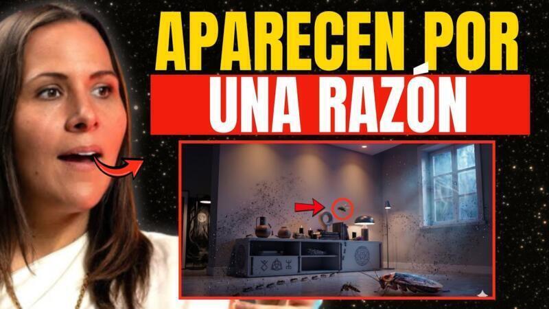 4 Insectos que Revelan Energía Negativa en tu Casa: Señales que No Debes Ignorar