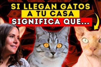 Significado espiritual de ver un gato en tu casa: la señal que pocos entienden